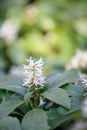 Japanese Pachysandra terminalis, white flowers Royalty Free Stock Photo